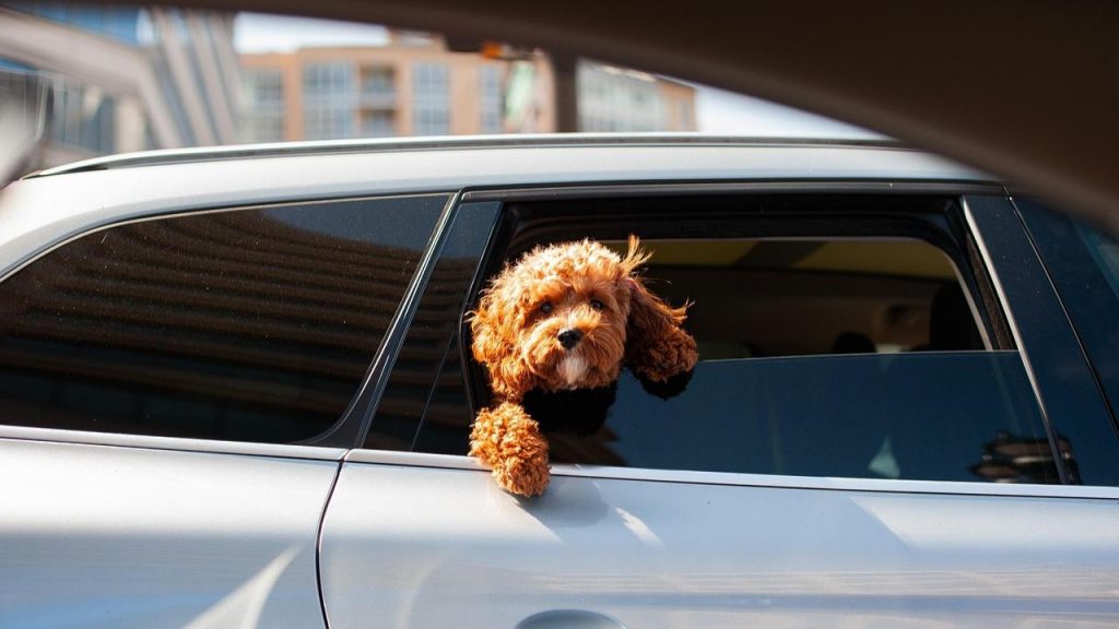 Cane in auto