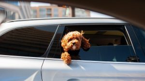 Cane in auto