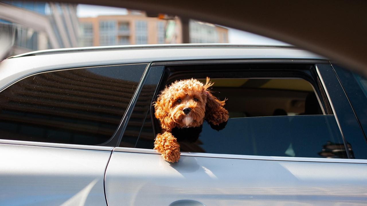Le migliori auto per viaggiare con il tuo cane: comfort e sicurezza a quattro ruote