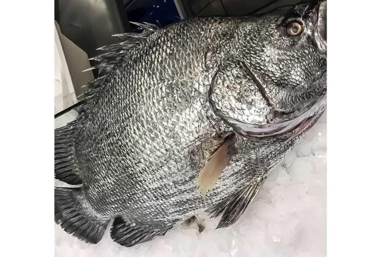 Pesce Foglia - fonte_Instagram - laSvolta.it