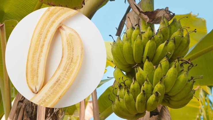 Tessuto e sneaker dalle banane 