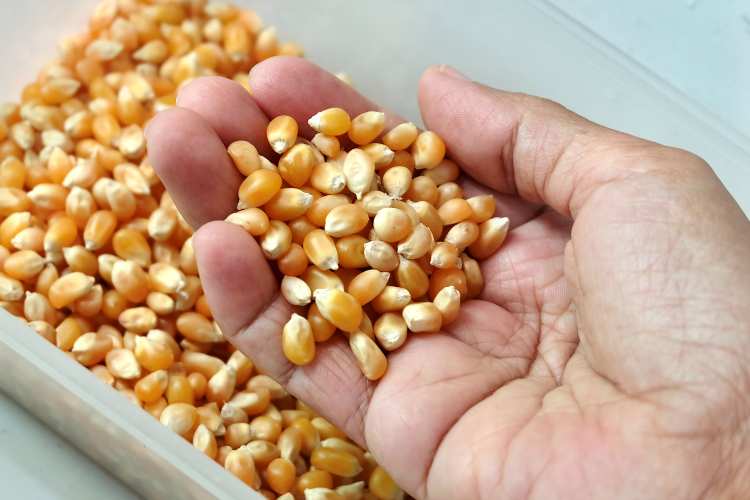 Mais per pop corn - fonte_Canva - LaSvolta.it