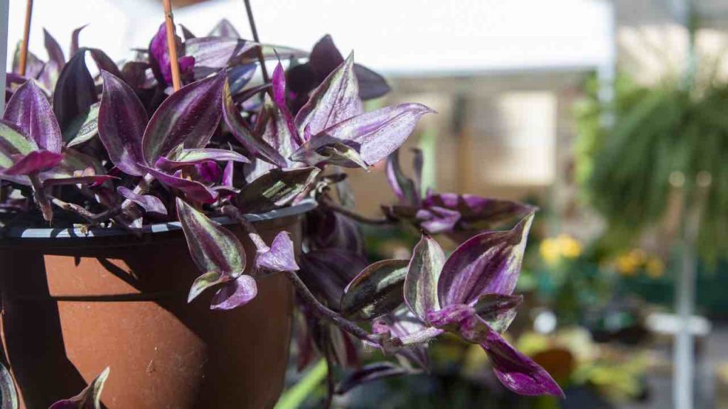 Loro i custodi e i difensori delle biodiversità: gli ORTI BOTANICI | Uno scrigno di tesori naturali